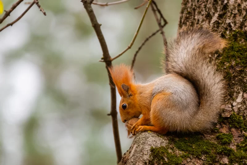 Белка ест орех на дереве