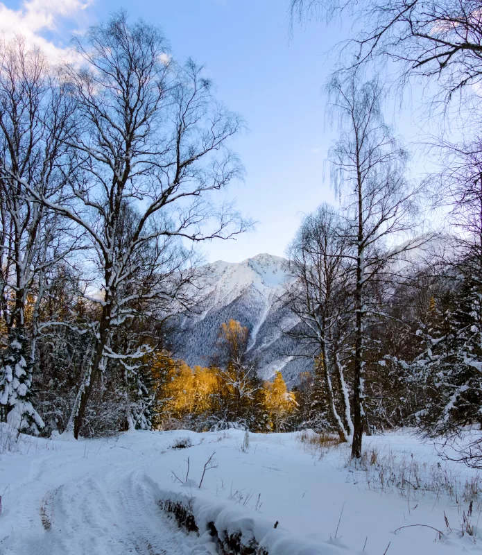 Winter forest and snow-capped mountains: A path through snowy splendor