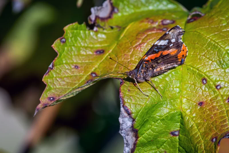Бабочка Адмирал на зеленом листе винограда с осенними пятнами