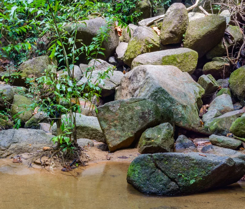 Bright jungle with river