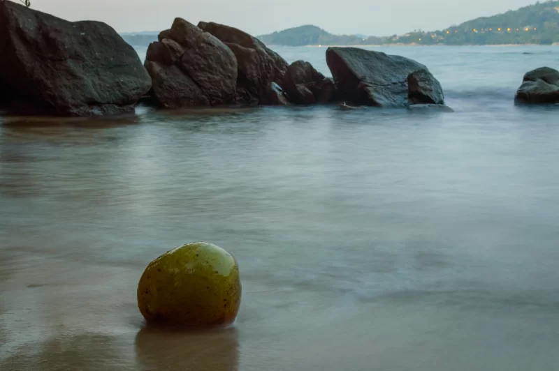 Green coconuts on sand of beach
