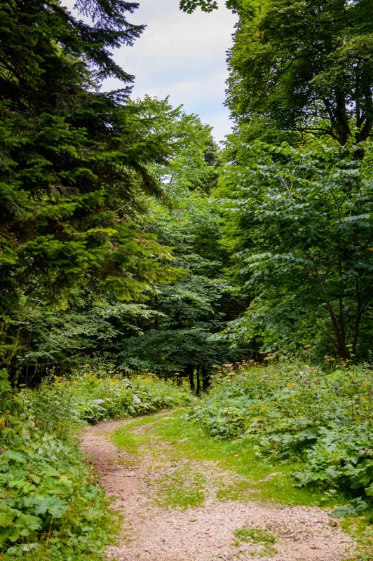 Тропа в летнем лесу: Путь через зелень и природу