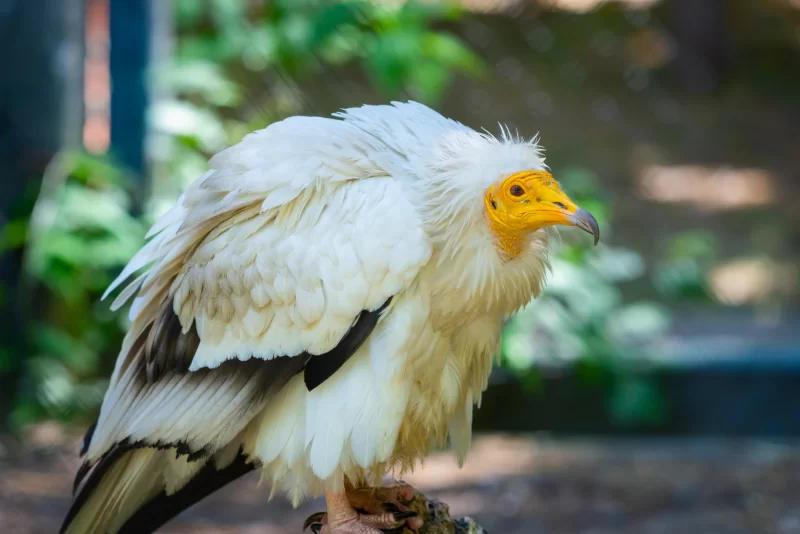 Египетский стервятник с яркой желтой головой, сидящий на ветке
