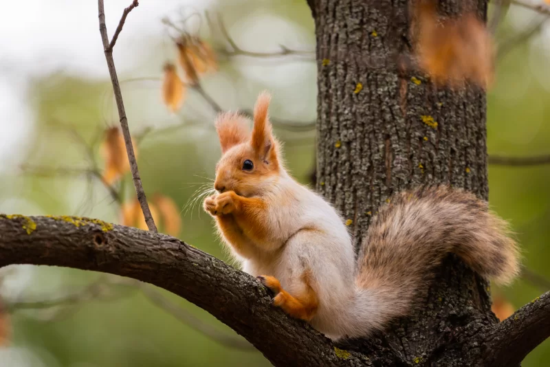 Red squirrel eating on tree branch