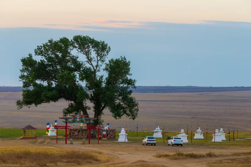 Священное дерево в Калмыкии