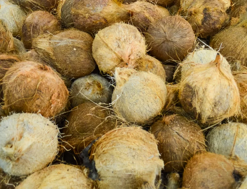 Крупный план кокосов в волокнистой оболочке, готовых к продаже