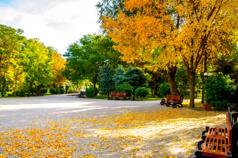 City park in autumn season.