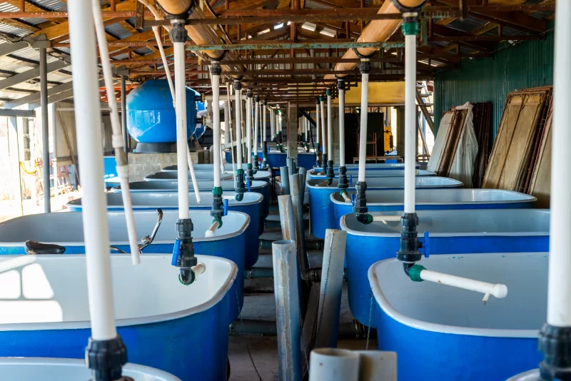 Pools for breeding sturgeon fish on fish farm