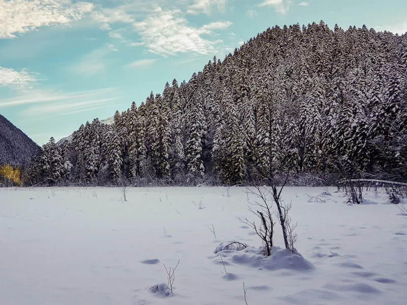 Снежные зимние горы с хвойным лесом