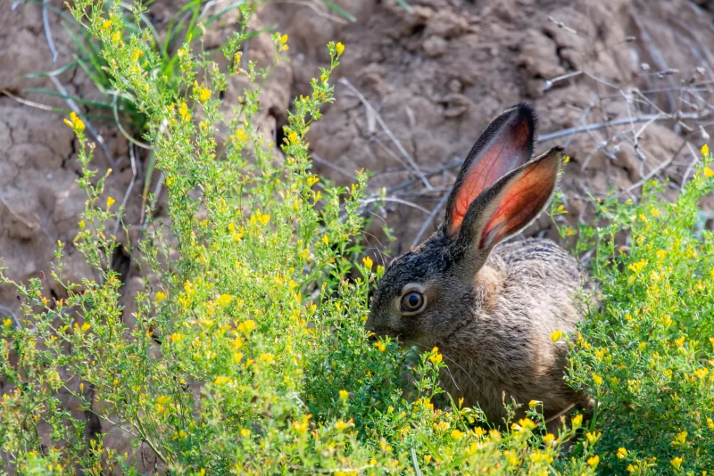 Hare in a blooming field
