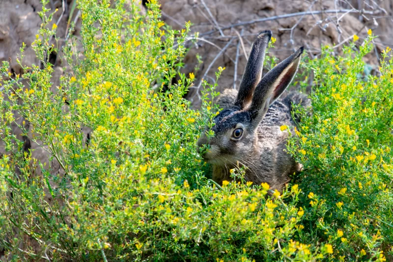 Заяц среди цветущих кустов