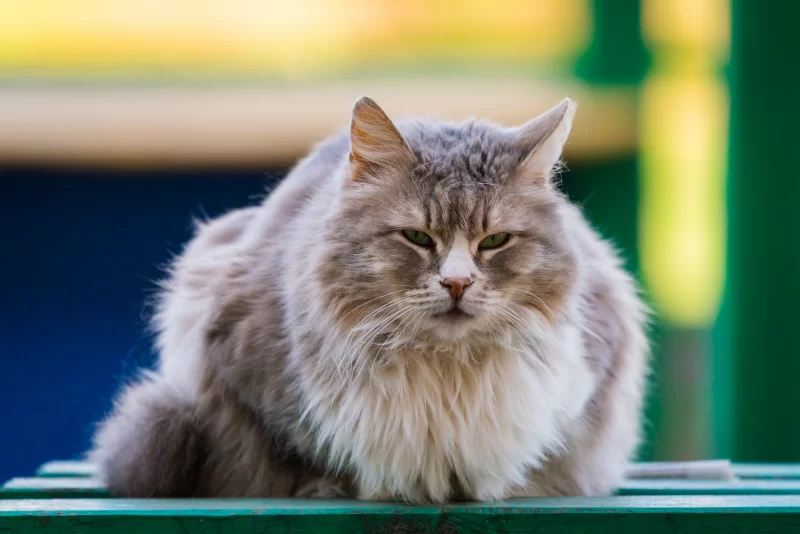 Пушистый серый кот с зелеными глазами, сидящий на скамейке