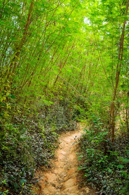 Dirt road road in the forest