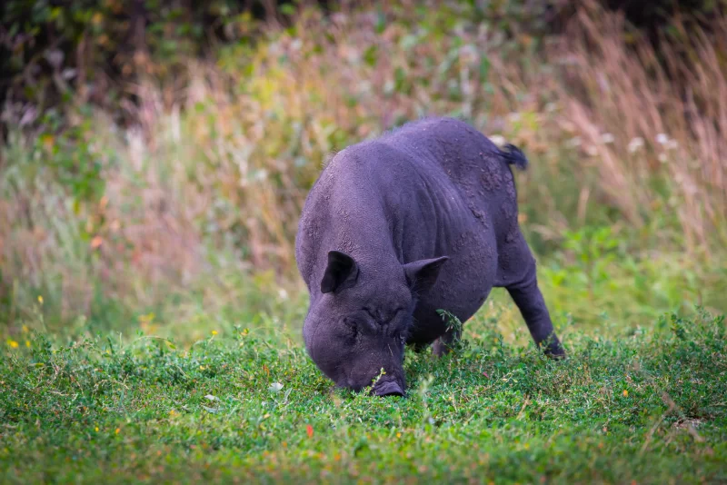 Черная свинья ест траву на лугу
