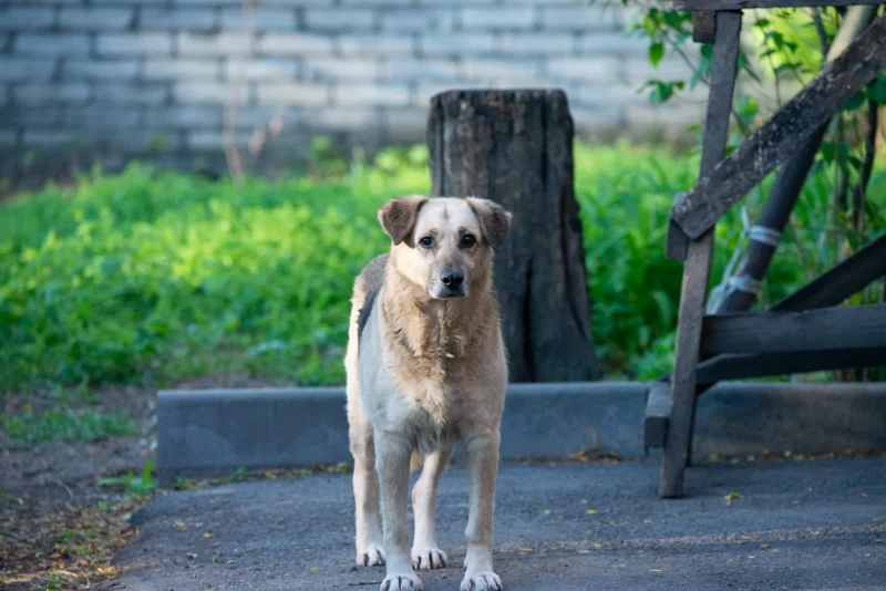 Одинокий пес смотрит в камеру на фоне природы