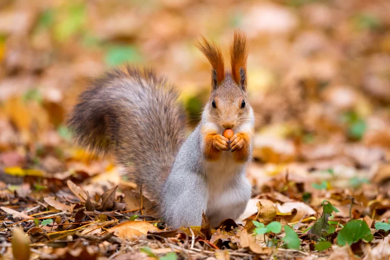 Белка ест орех в осеннем лесу