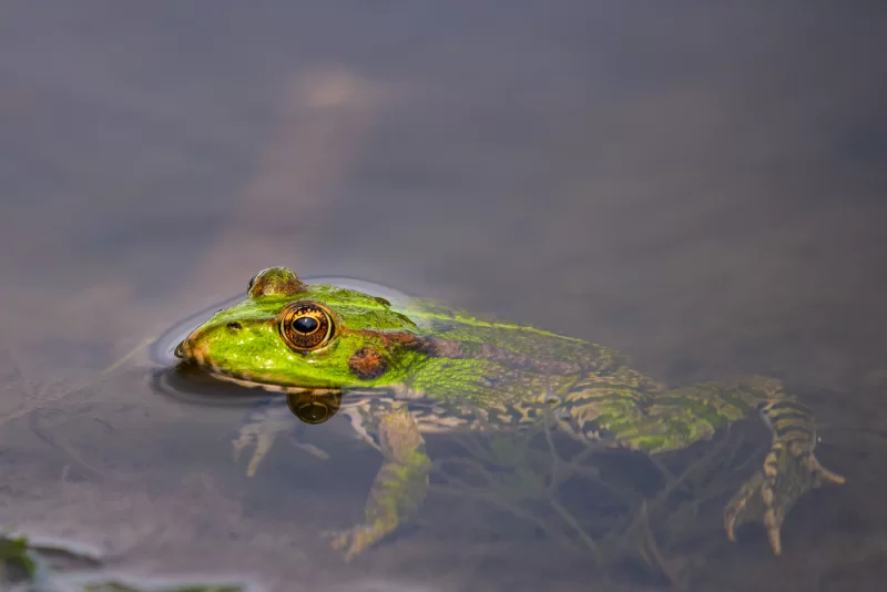 Green frog in water