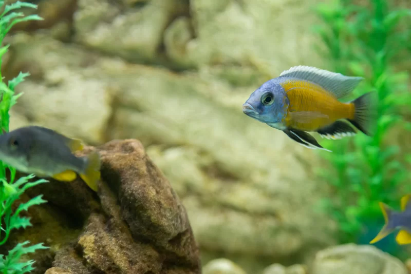 Яркие цихлиды в аквариуме: красота тропических рыб