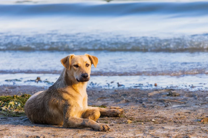 Одинокий пес на берегу моря в закатных лучах солнца