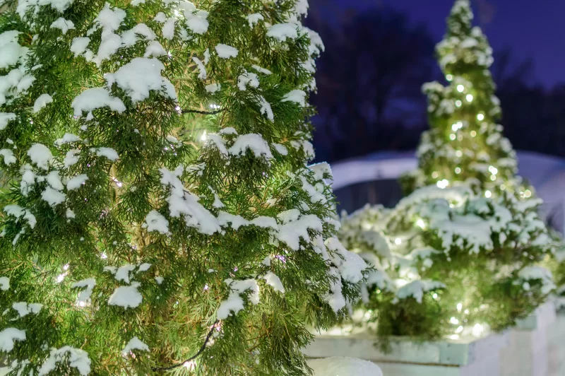 Небольшие туи, покрытые снегом в парке