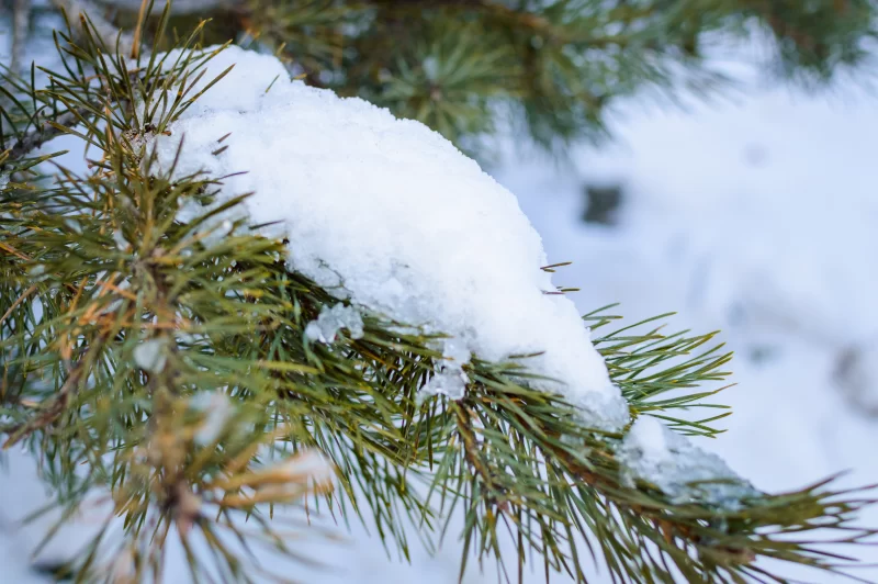 Ветка ели, покрытая снегом