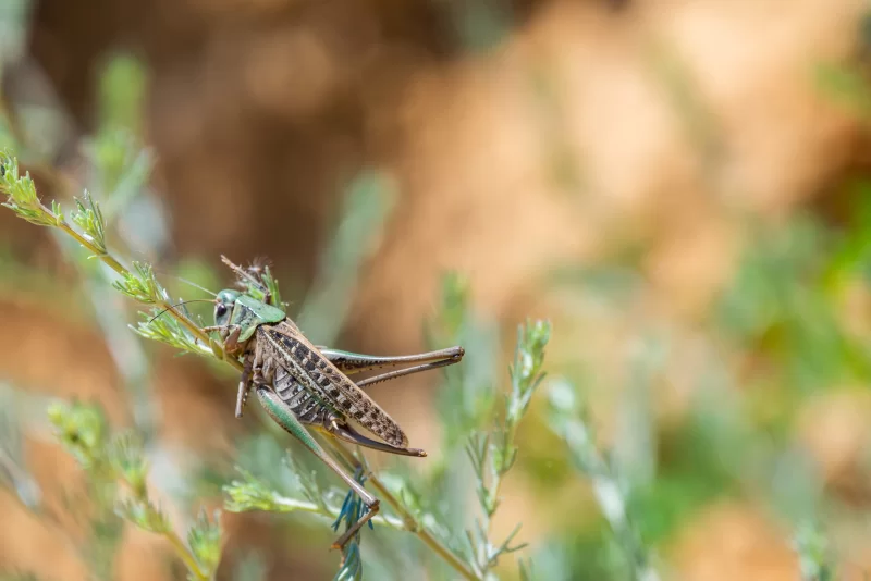 Крупный план кузнечика на зеленой ветке в естественной среде