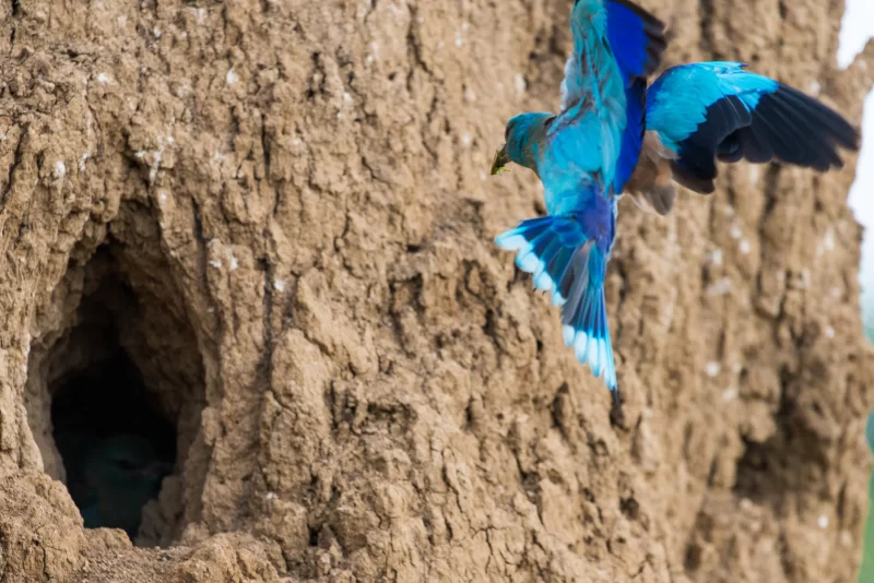 European roller returning to its nest with prey