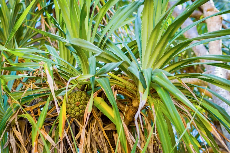 Плоды пальмы на дереве