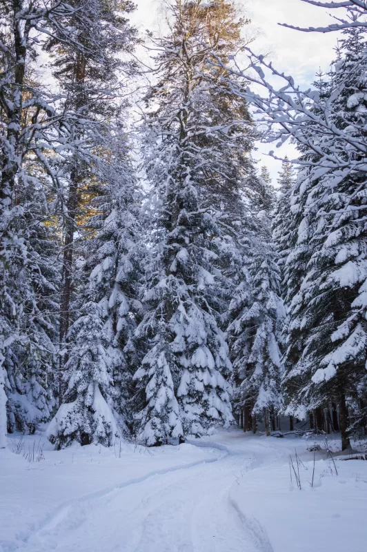 Winter forest, snow-covered path