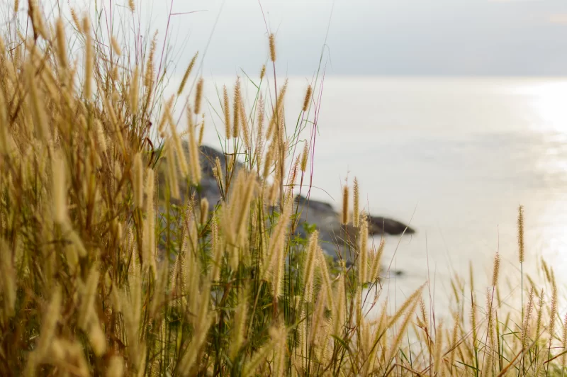 Колоски на берегу моря на закате