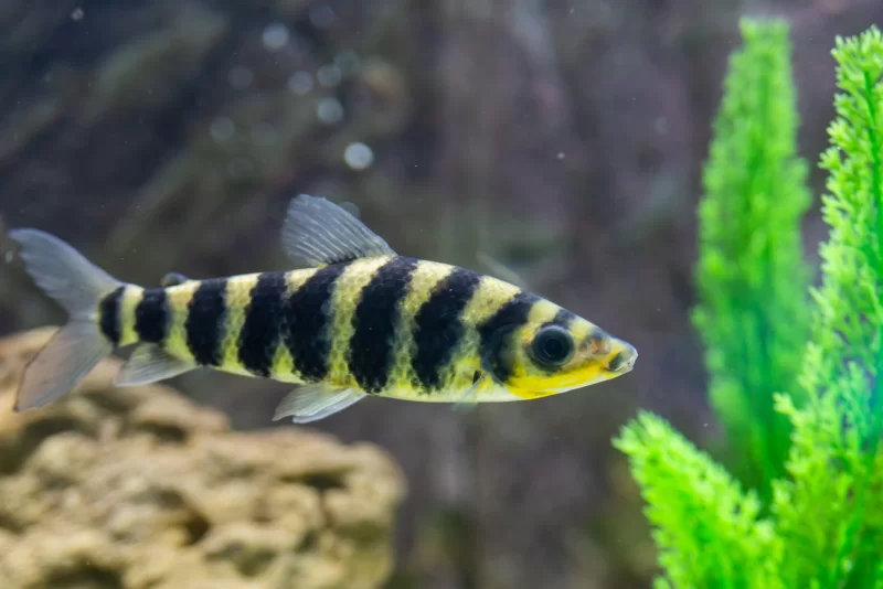 Полосатая рыбка в аквариуме