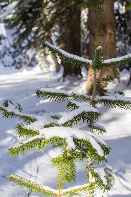 Зимний лес: пушистые пихтовые ветки, покрытые снегом