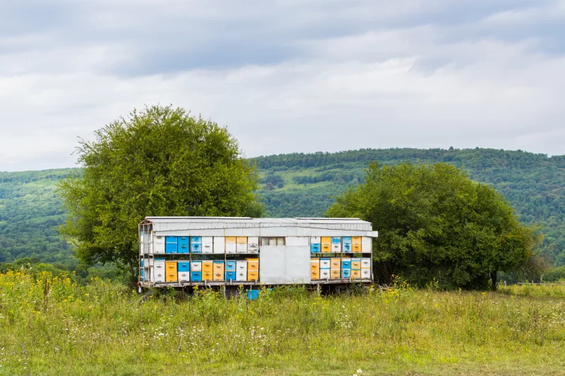 Пасека на колесах в поле