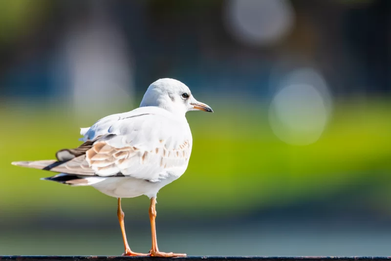 White seagull against a blurred green park background