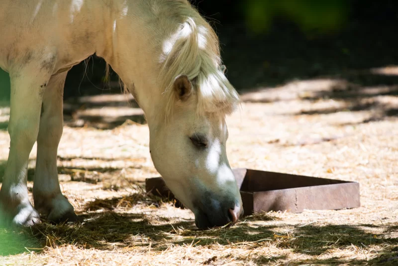 Белая лошадь ест из кормушки на солнечной поляне