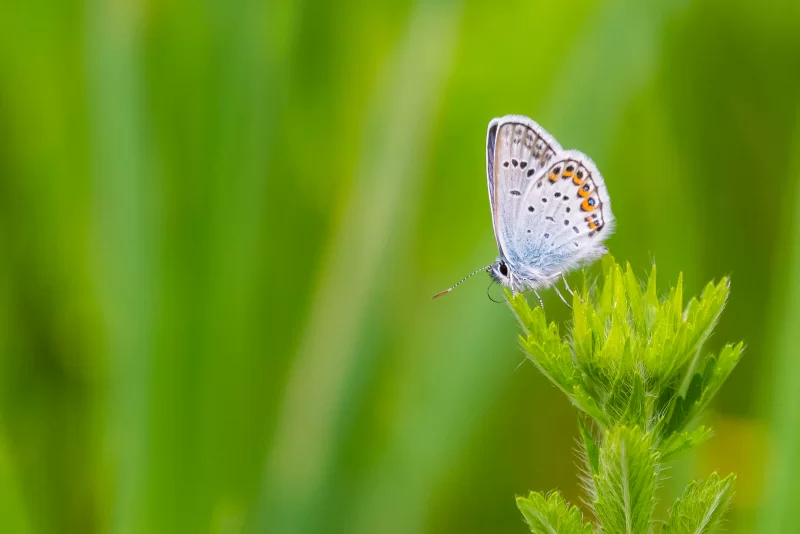 Gentle creature of nature: a blue butterfly on a green plant