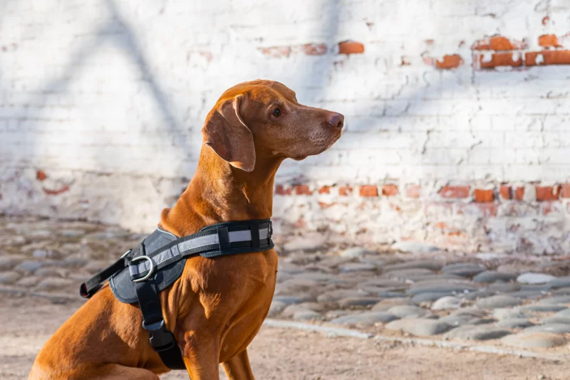 Рыжий визсла в шлейке на фоне кирпичной стены и мощеной дорожки