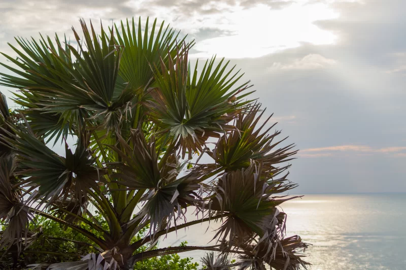 Пальмы на берегу моря на закате