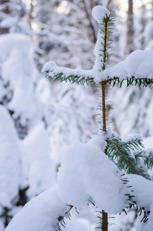 Ель, покрытая снегом в зимнем лесу