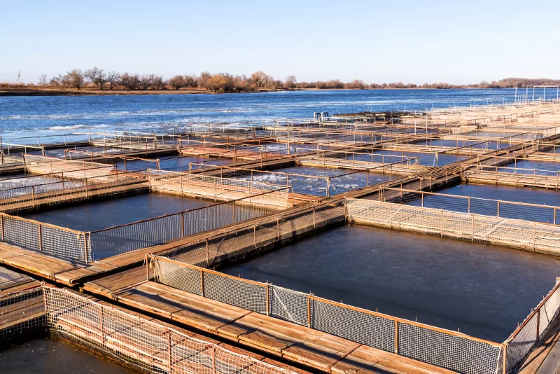 Садки для разведения рыбы в естественной реке