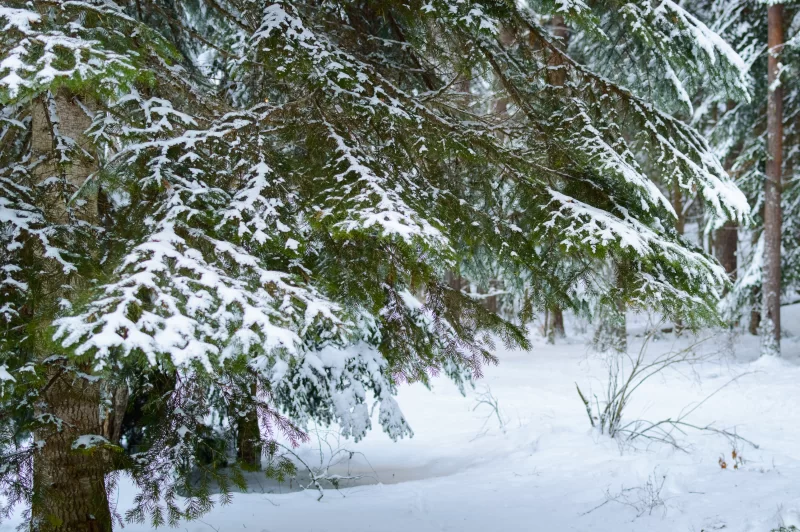 Зимний лес: еловые ветви под снегом