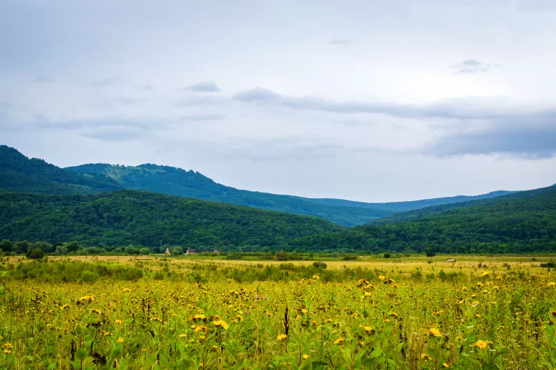Летнее поле с цветами и горами