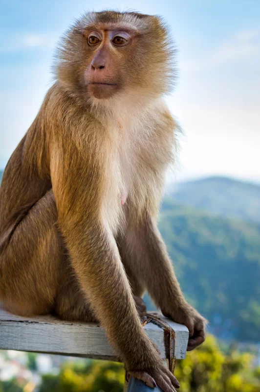 Portrait of monkey face