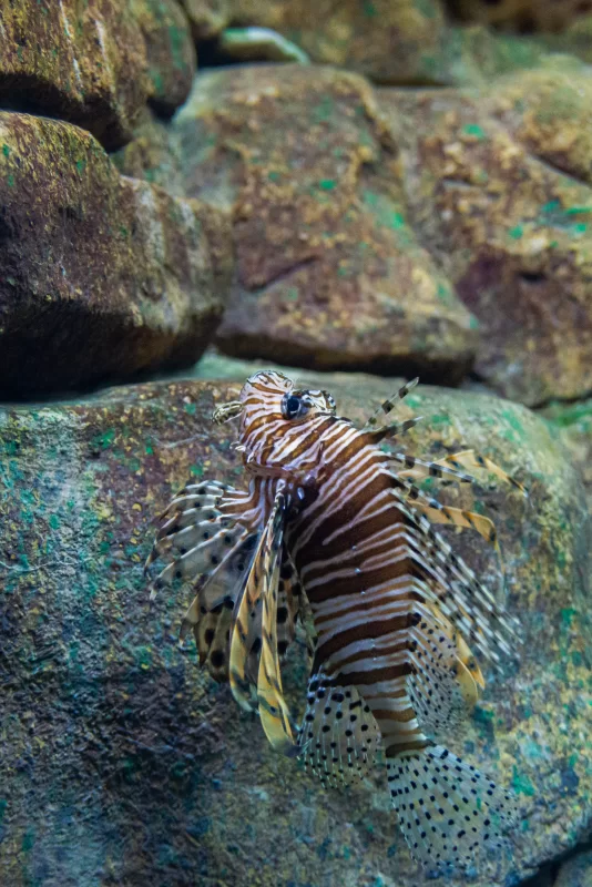 Рыба-лев среди камней