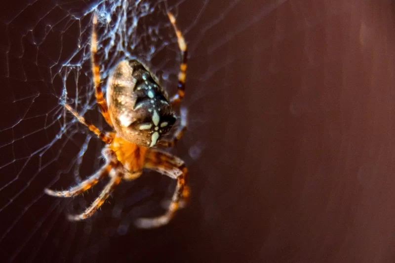 European garden spider in its web