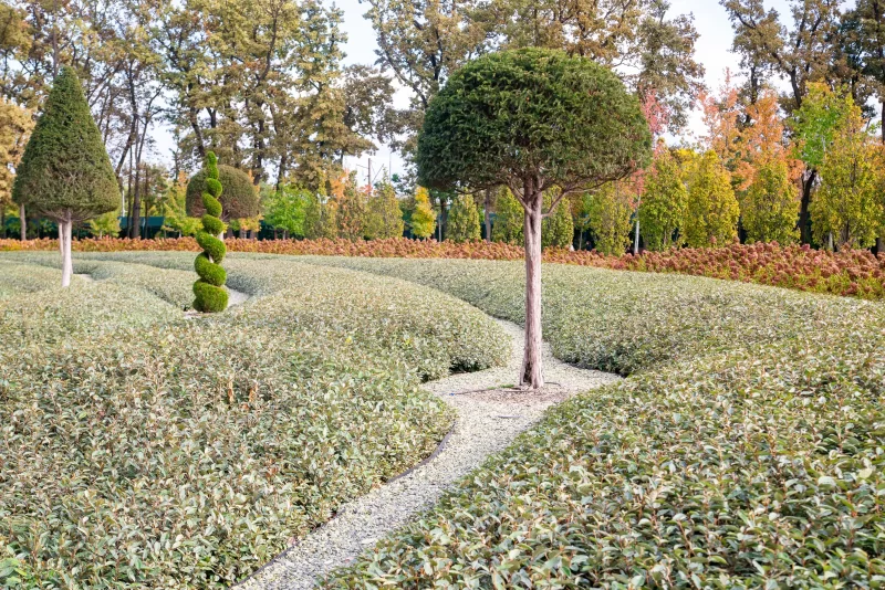 Фигурный сад в парке Галицкого
