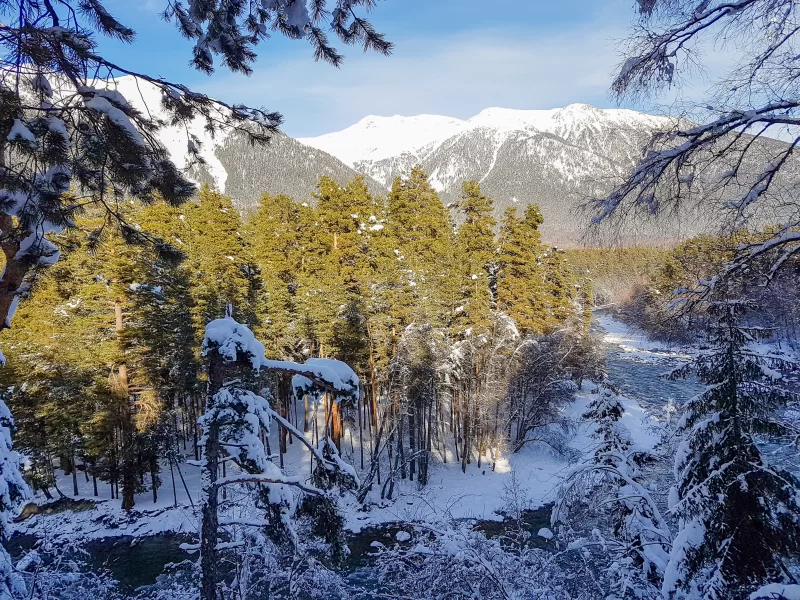 Снежные зимние горы с хвойным лесом