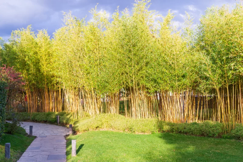Lush bamboo grove in Galitsky Park, Krasnodar