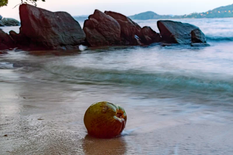 Green coconuts on sand of beach