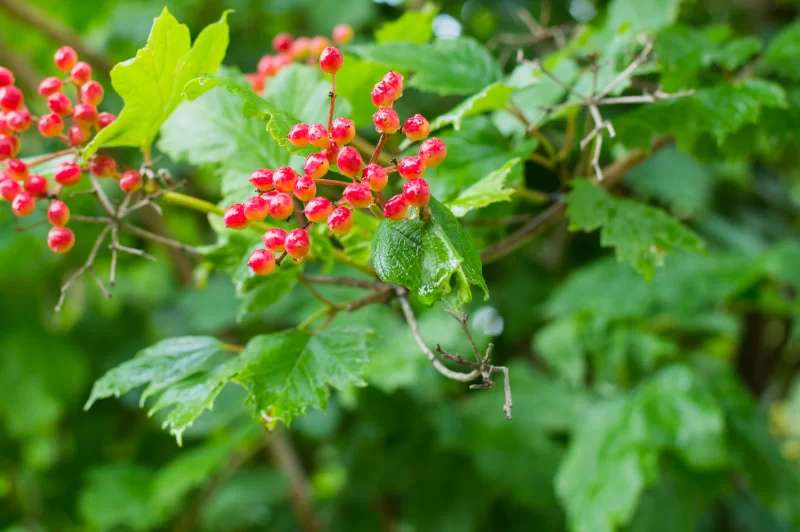 Красные ягоды калины на ветке